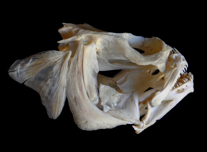 Hippoglossus hippoglossus (Linnaeus, 1758)